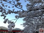 IMG_8494 (Copy)