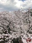 IMG_8713 (Copy)
