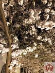 IMG_8547 (Copy)