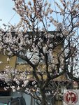 IMG_7976 (Copy)