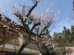 IMG_8424 (Copy)