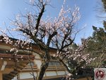 IMG_8425 (Copy)