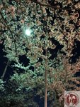 IMG_7180 (Copy)