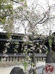 IMG_9385 (Copy)
