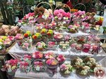 IMG_9245 (Copy)