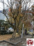 IMG_4244 (Copy)