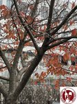 IMG_3735 (Copy)
