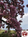 IMG_4639 (Copy)