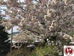 IMG_4659 (Copy)