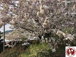 IMG_4660 (Copy)