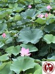 IMG_9142 (Copy)