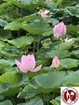 IMG_9144 (Copy)