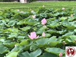 IMG_9145 (Copy)