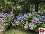 IMG_9073 (Copy)