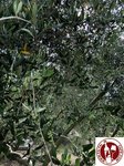 IMG_8803 (Copy)