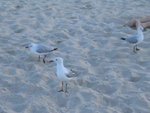 IMG_7915