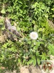 IMG_6950 (Copy)