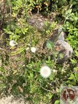 IMG_6951 (Copy)