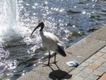 IMG_8339