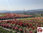 IMG_4751 (Copy)