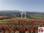 IMG_4752 (Copy)