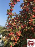 IMG_4759 (Copy)