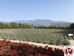 IMG_4763 (Copy)