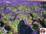 IMG_4768 (Copy)