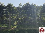 IMG_4781 (Copy)
