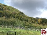 IMG_5863 (Copy)