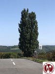 IMG_4686 (Copy)