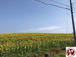 IMG_4717 (Copy)