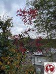IMG_9939 (Copy)
