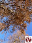 IMG_0329 (Copy)
