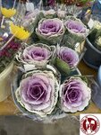 IMG_1898 (Copy)
