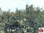 IMG_1923 (Copy)