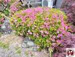 IMG_7856- (Copy)