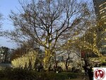 IMG_4934 (Copy)