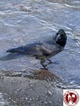 IMG_0564 (Copy)