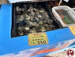 IMG_9323 (Copy)