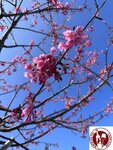 IMG_9307 (Copy)
