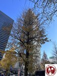 IMG_5146 (Copy)