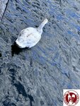 IMG_2328 (Copy)
