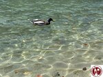 IMG_1845 (Copy)