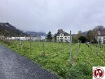 IMG_1187 (Copy)