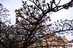DSC09130-1 (複製)