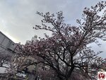 IMG_8037 (複製)