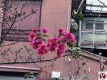 IMG_8043 (複製)