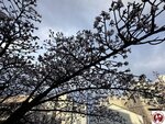 IMG_8049 (複製)