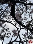 IMG_8052 (複製)